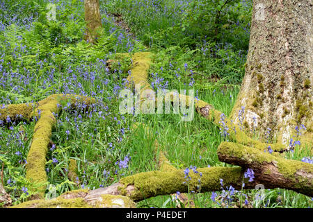 Bluebells in Holzholz im Frühjahr Cumbria England Großbritannien GB Großbritannien Stockfoto