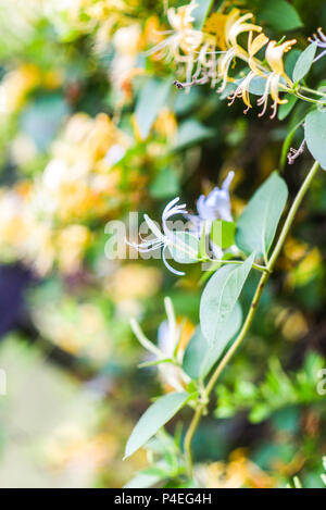 Lonicera periclymenum gelbe Blüte im Sommer im Garten. Stockfoto