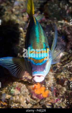 Rainbow monocle bream oder kahle Stelle monocle Bream [Scolopsis temporalis]. West Papua, Indonesien. Stockfoto