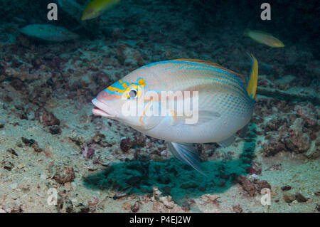 Rainbow monocle bream oder kahle Stelle monocle Bream [Scolopsis temporalis]. West Papua, Indonesien. Stockfoto