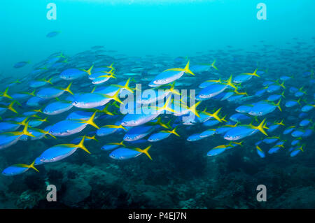 Gelb - zurück Füsiliere [Cesia teres] Schule über Korallenriff. West Papua, Indonesien. Stockfoto