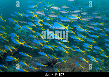 Gelb - zurück Füsiliere [Cesia teres] Schule über Korallenriff. West Papua, Indonesien. Stockfoto