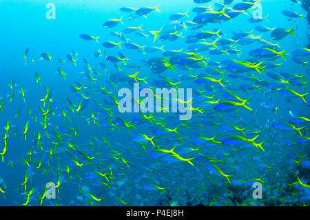 Schule der Gelb-zurück-Füsilieren [Caesio teres] über Korallenriff. West Papua, Indonesien. Stockfoto