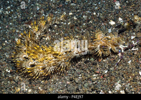 Nacktschnecken - Pteraeolidia ianthina. Unterordnung, Familie Aeolidina Facelilnida. Rinca, Komodo National Park, Indonesia. Stockfoto