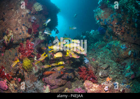 Coral Reef Landschaft mit großaugenthun Schnapper [Lutjanus lutjanus]. West Papua, Indonesien. Stockfoto