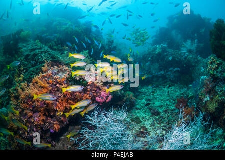 Coral Reef Landschaft mit großaugenthun Schnapper [Lutjanus lutjanus]. West Papua, Indonesien. Stockfoto
