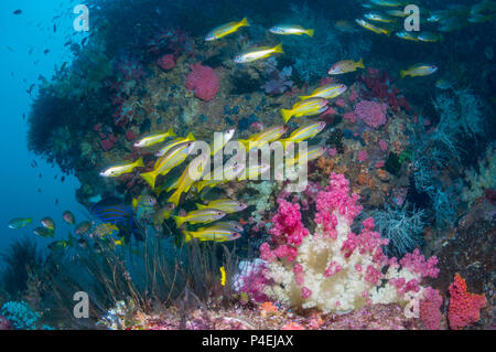Coral Reef Landschaft mit großaugenthun Schnapper [Lutjanus lutjanus] und Weichkorallen [Dendronephthya sp.]. West Papua, Indonesien. Stockfoto