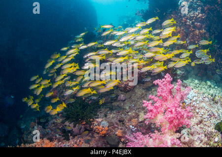 Coral Reef Landschaft mit großaugenthun Schnapper [Lutjanus lutjanus] mit Weichkorallen [Dendronephthya sp.]. West Papua, Indonesien. Stockfoto