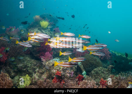 Coral Reef Landschaft mit Zwei-Spot banded Schnapper [Lutjanus biguttatus]. West Papua, Indonesien. Stockfoto