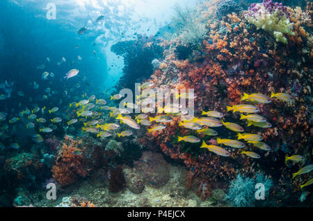 Coral Reef Landschaft mit großaugenthun Schnapper [Lutjanus lutjanus]. West Papua, Indonesien. Stockfoto