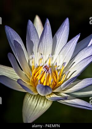 Das Waldland TX USA - Juni 5, 2018 - blau & gelb Lily Pad Blume 1. Stockfoto