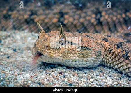 Nahaufnahme Porträt einer Wüste Horned Viper snake (Cerastes cerastes) Stockfoto