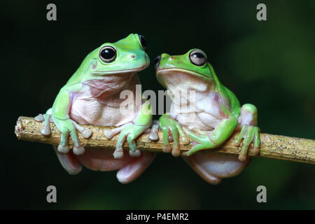 Zwei pummelig Baum Frösche auf einem Zweig Stockfoto