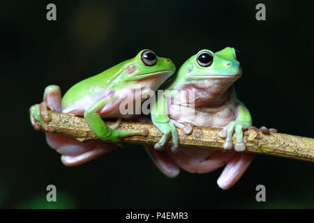 Zwei pummelig Baum Frösche auf einem Zweig Stockfoto