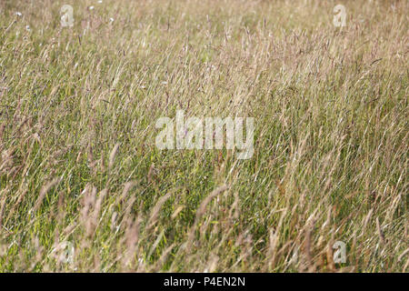 field of tall grass Stockfoto