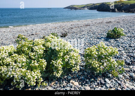 Blühende Meer Kale (Crambe maritima) Pflanzen wachsen wild am Kiesstrand im Sommer. Cemlyn Bay, Cemaes, Isle of Anglesey, Wales, Großbritannien, Großbritannien Stockfoto