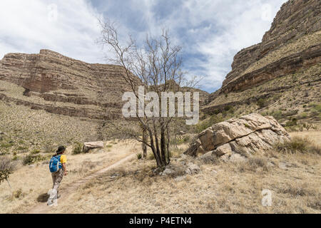 Frau zu Fuß auf den Weg nach oben schauender Hund Canyon, New Mexico, USA Stockfoto