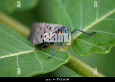 Montgomery County PA: Die erwachsenen Entdeckt (Lanternfly Lycorma delicatula) auf einem Baum des Himmels (Ailanthus altissima) Bäumchen. Stockfoto