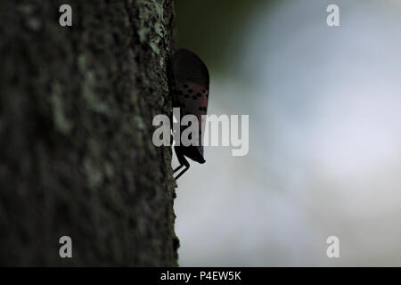 PA: Der gefleckte Lanternfly (Lycorma delicatula), eine invasive planthopper, auf den Stamm eines fälligen Baum der Baum des Himmels (Ailanthus altissima). Stockfoto