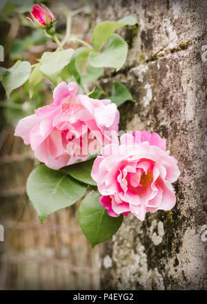 Klopfsensor Climbing Roses, das in der ummauerten Garten an Rouseham Haus. Juni 2018 Stockfoto