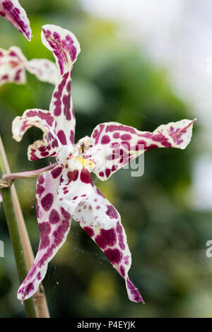 Weiße Blumen gesprenkelt mit Crimson der Ausschreibung hybrid Orchid x Brassidium Rippon Tor Burnham Stockfoto