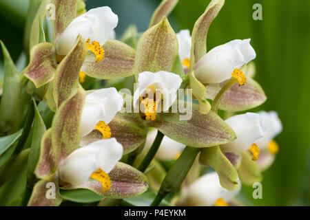 Braun, Grün und weiße Blumen der baumbewohnenden Ausschreibung Orchidee, Lycaste deppei Stockfoto