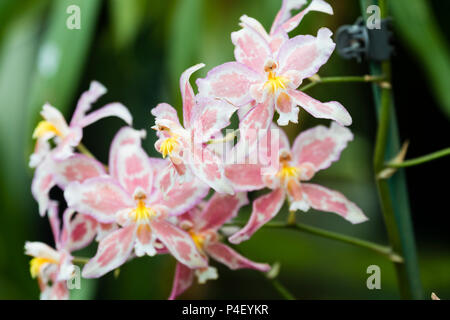 Blass rosa meliert wjite Sommer Blumen der baumbewohnenden Ausschreibung Orchidee, Oncidium bradshawiae 'Burnham' Stockfoto