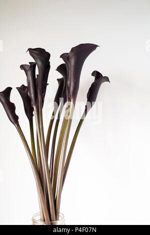 Dunkel Lila Schwarz Calla lily Blumen auf hellem Hintergrund Stockfoto