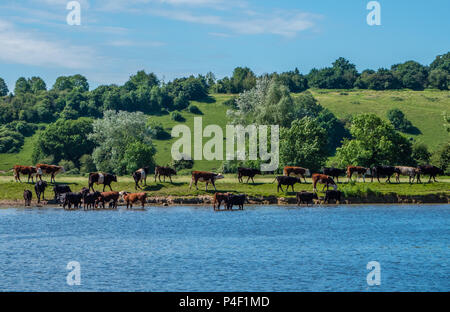 Cowes am Ufer der Themse, nr Köstner, Berkshire, England, UK, GB. Stockfoto