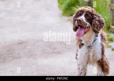 Eine Leber und weißen reinrassigen English Springer Spaniel hund oben Eigentümer mit offenem Mund auf der Park weg. Foto hat kopieren. Stockfoto