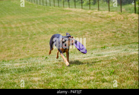 Glücklicher Hund läuft mit gefangen im Spiel Frisbee in Kiefer auf Grün frisch gemähten Rasen Stockfoto