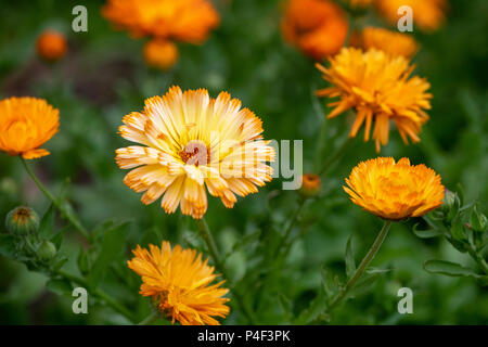 Calendula officinalis. Pot marigold Blumen Stockfoto