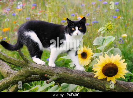 Eine süße Katze, Tuxedo Muster schwarz und weiß Bicolour, Europäisch Kurzhaar, wandern auf einem Ast in einem Garten mit blühenden Sonnenblumen Stockfoto