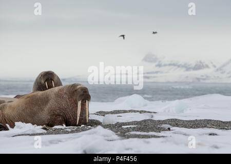 Norwegen, Spitzbergen, Nordaustlandet, Austfonna. Walross (Odobenus rosmarus) mitgeführt und auf felsigen Strand. Stockfoto