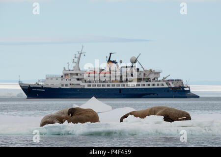 Norwegen, Spitzbergen, Nordaustlandet, Austfonna. Walross (Odobenus rosmarus) mit Quark Expeditionsschiff, Abenteurer, das Meer in der Ferne. Stockfoto