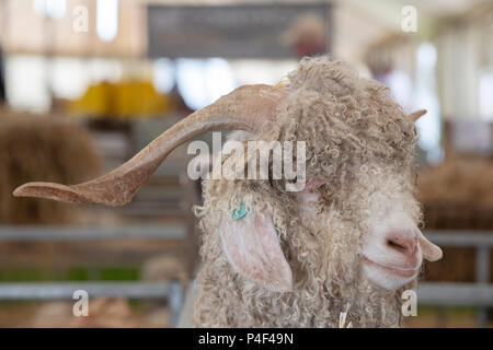 Capra aegagrus hircus. Angora Bock auf eine Landwirtschaft zeigen. Großbritannien Stockfoto