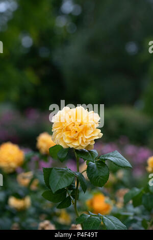 Rosa tutu Lea '/Hornavel'. Wiederholen - blühender Strauch rose. Großbritannien Stockfoto