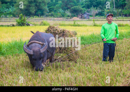 Philippinischer Bauer arbeitet auf einem Reisfeld in der Marinduque-Insel auf den Philippinen Stockfoto