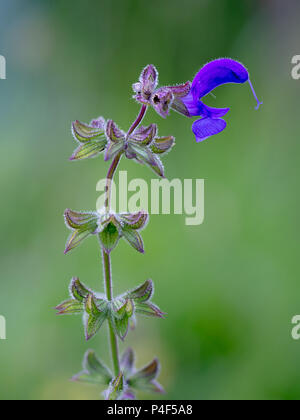 Wiese Clary, wild, Wiese, Salbei, Salvia pratensis Stockfoto