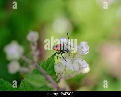 Bestäubung von Black Flower. Stictoleptura cordigera. Stockfoto