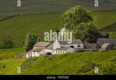 Eine typische Obere Teesdale weiß getünchten Hill Farm am Birke Bush, Ettersgill, North Pennines AONB, Großbritannien Stockfoto