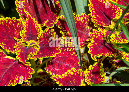 Die roten, grünen und gelben Blätter der gemalten Brennnessel - coleus Stockfoto
