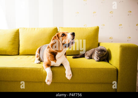 Haustiere auf dem Sofa liegend Stockfoto