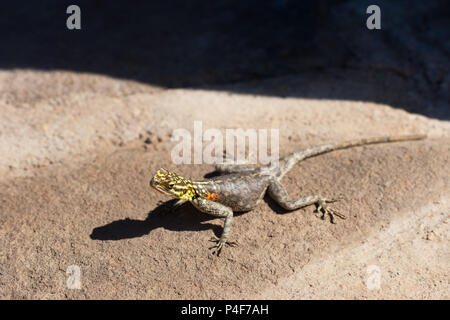 Tiere in Etoscha Nationalpark im Norden Namibias im Januar 2018 getroffen Stockfoto