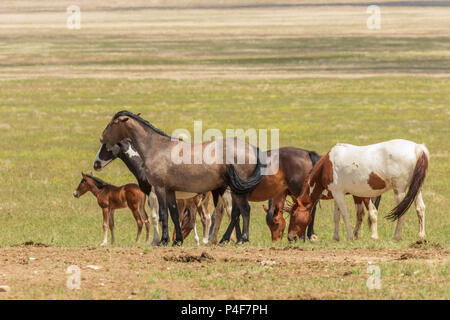 Herde wilder Pferde in der Wüste von Utah Stockfoto