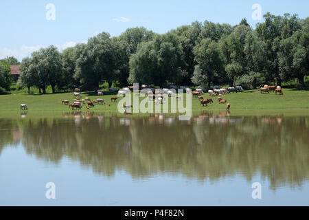 Rinder weiden an den Ufern des Flusses Sava in Lonjsko Polje, Kroatien Stockfoto