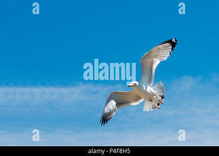 Möwe mit großen Flügel fliegen im blauen Himmel. Stockfoto