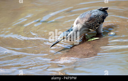 Greenbacked Heron. Stockfoto