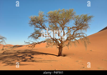 Einsamer Baum in der Wüste Namib im Januar 2018 getroffen Stockfoto