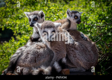 Familie von Ring Tailed Lemurs Stockfoto